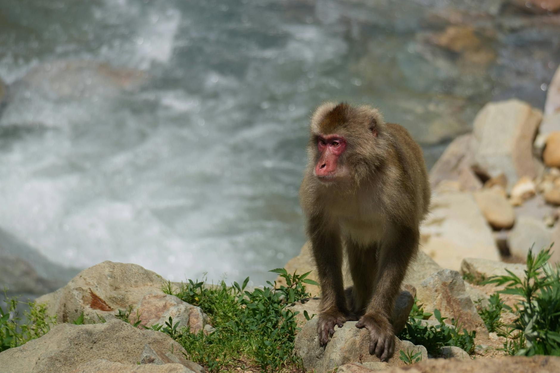 Makak japoński stojący na skałach przy gorącym źródle w Hokkaido